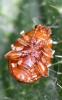 309691 – Photo : Jean-Michel GAREL – France (89)